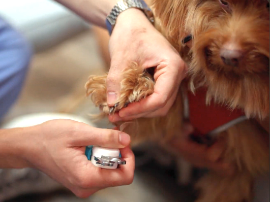Nail trim dog: calm and relaxed